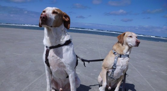 Zwei Hunde sitzen am Strand auf Juist und beobachten fleißig., © KV Juist / Wesselmäcking