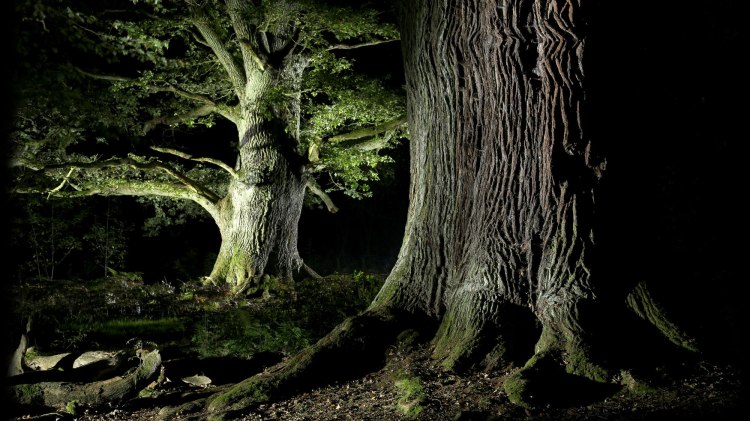 Fotokurs  Märchenhafte  Urwälder, © Dieter Horn