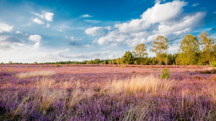 Heidschnuckenwanderweg in der Südheide, © sabinebraun.de