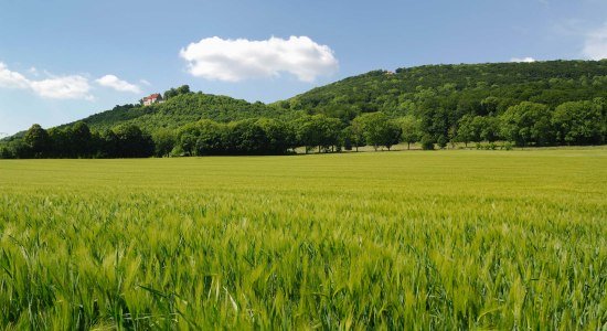 Gerstenfeld mit Burg Schaumburg, © Touristikzentrum Westliches Weserbergland / Kurt Gilde