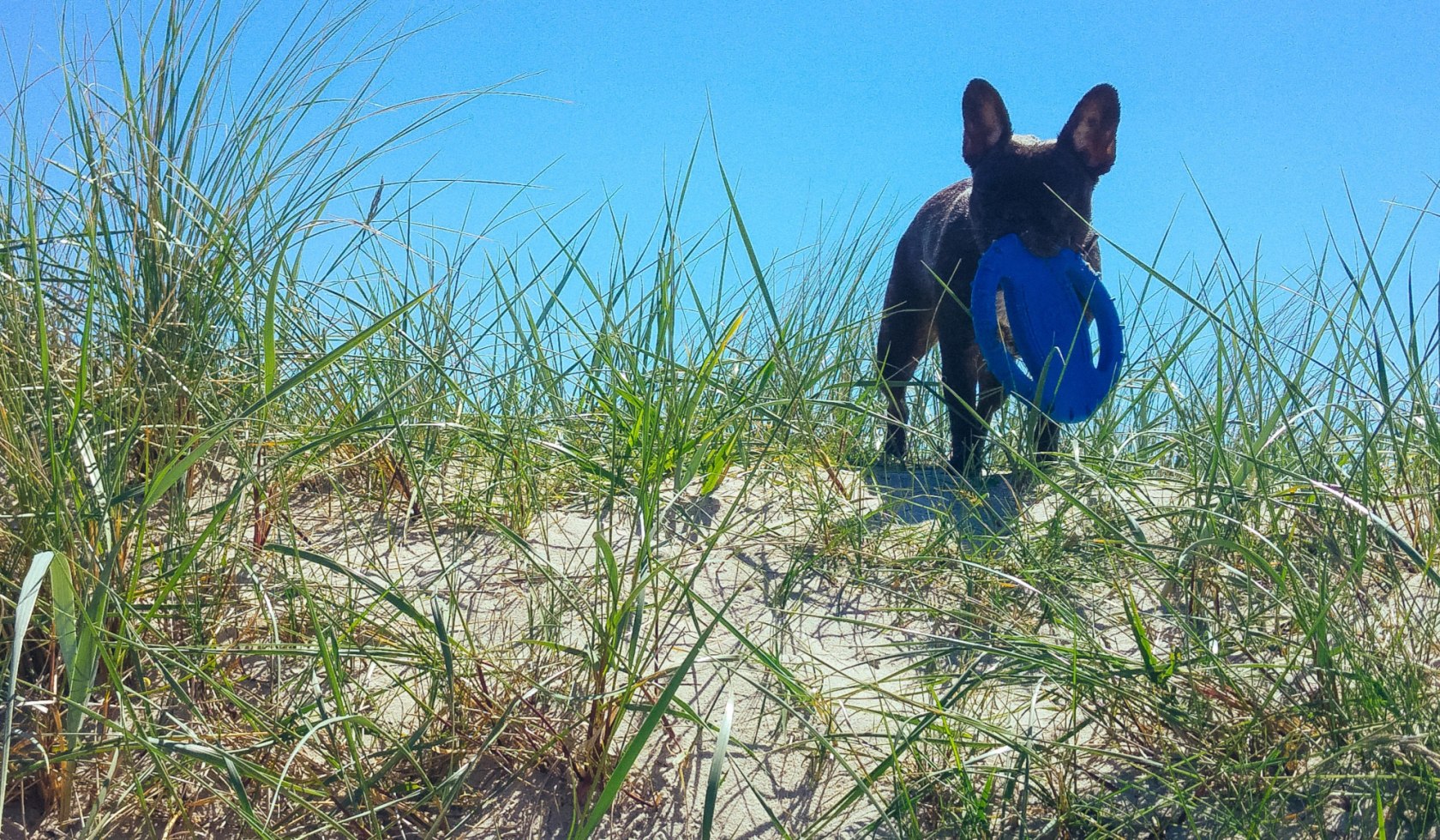 Hund am Strand in Dünen, © Nina Oesterreich