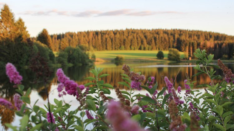 Umgebung der Fellerei im Harz, © Fellerei / Mona Feller