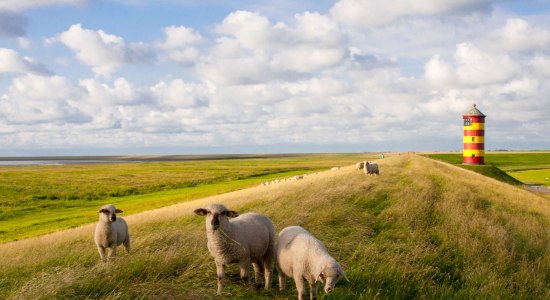 Pilsumer Leuchtturm und Schafe auf dem Deich, © Fotolia / greenpapillon