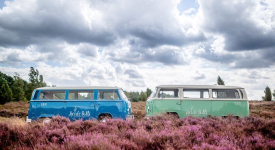 HeideBullis in der Lüneburger Heide, © LüneburgerHeideTouren / Adrian Fohl