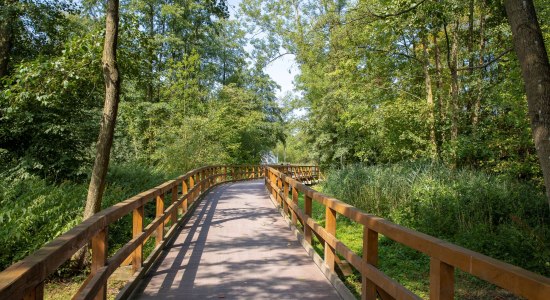 Holzbohlenweg durch einen schattigen Wald, © Bad Zwischenahner Touristik GmbH/ Martin Stöver