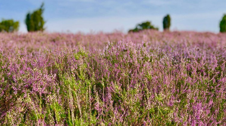 Lila Büte in der Lüneburger Heide, © Tanja Klindworth