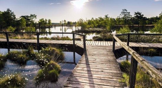 Blick über Holzsteg im Pietzmoor zur Wollgrasblüte, © Lüneburger Heide GmbH/ Markus Tiemann