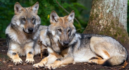 Zwei Wölfe im Wolfcenter Dörverden, © www.wolfcenter.de