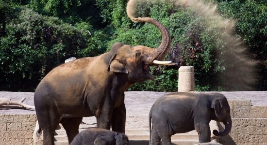 Dschungelpalast im Erlebnis-Zoo Hannover, © Hannover Marketing & Tourismus GmbH / Martin Kirchner