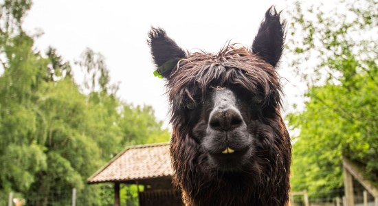 Nahaufnahme eines dunklen Alpakas., © Wildpark Müden / Mario Eggers