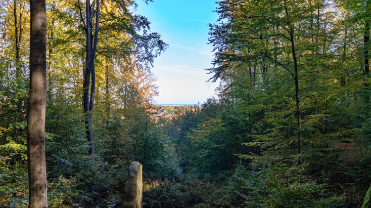 Aussicht Wald in Bad Rehburg, © TourismusMarketing Niedersachsen GmbH / Burkhard Kaufhold
