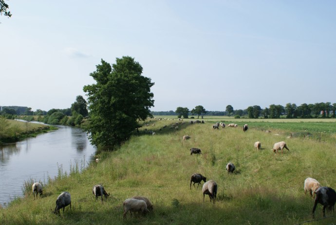 Schafe an der Hunte, © Jörg Guhn