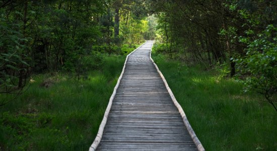 Pietzmoor, © Alexander Kassner