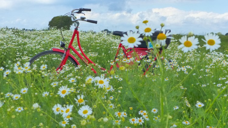 Rotes Fahrrad im Kamillenfeld auf der Erdmannroute, © DümmerWeserLand Touristik / Rainer Storck