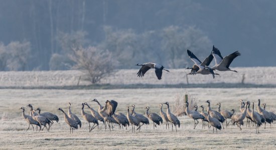 Mehrere Kraniche an der Elbe, © TMN/Jürgen Borris 