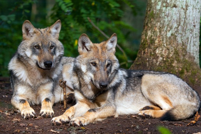 Zwei Wölfe im Wolfcenter Dörverden, © www.wolfcenter.de