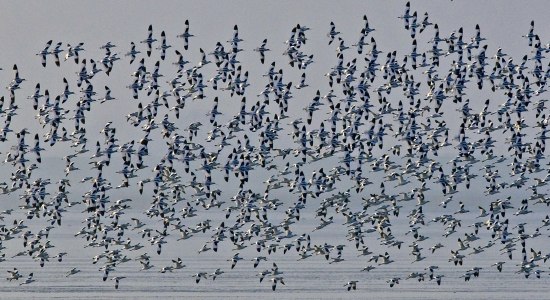 Ein Schwarm von Säbelschnäblern, © Nationalparkverwaltung Niedersächsisches Wattenmeer / Richard Czeck