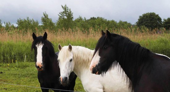 unsere Pony-Gang, © evelyn bura