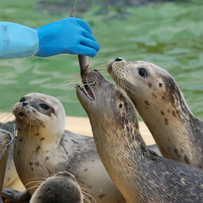 Fütterung der Seehunde, © Seehundstation Norddeich