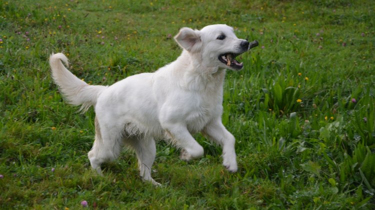 Hund spielt mit einem Stöckchen., © Pixabay