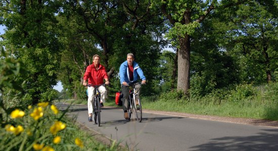 Radler auf Allee, © Ammerland-Touristik / Tobias Trapp