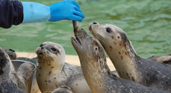 Fütterung der Seehunde, © Seehundstation Norddeich