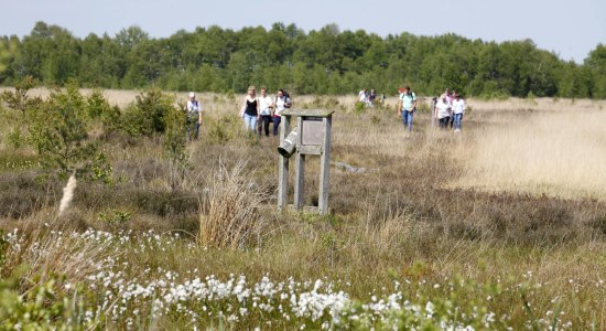 Menschen im Neustädter Moor auf der Kranichtour, © DümmerWeserLand Touristik