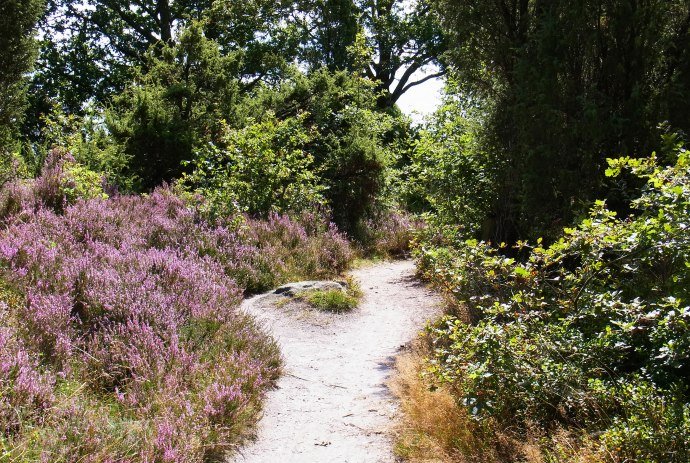 Heideweg, © Naturpark Lüneburger Heide / Hilke Feddersen