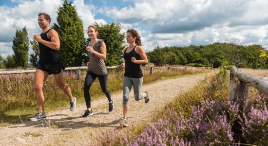 Drei Jogger laufen durch die blühende Lüneburger Heide, © Lüneburger Heide GmbH / Dominik Ketz