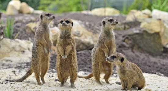 Tierpark Nordhorn, © Tierpark Nordhorn gGmbH	Franz Frieling