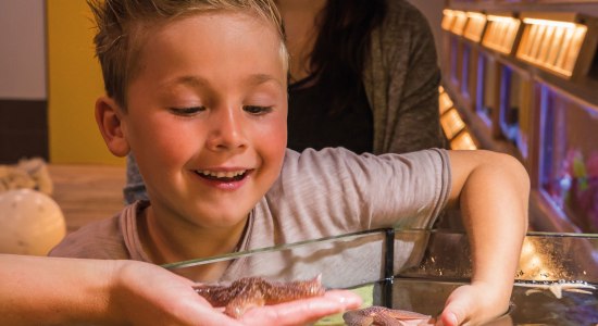 Seesterne zum Anfassen im Nordsee Aquarium, © Nordseeheilbad Borkum GmbH