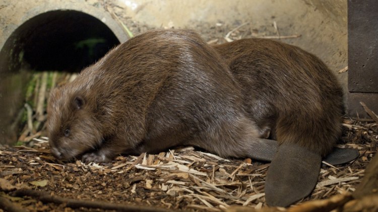 Zwei Biber in ihrer Burg im Biosphaerium, © Berit Neß