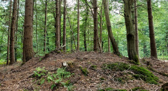 Hügelgräber Drangstedt, © Cuxland-Tourismus / Florian Trykowski