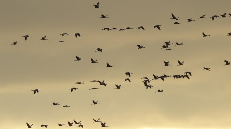 Kraniche am Abendhimmel, © Frauke Klemme