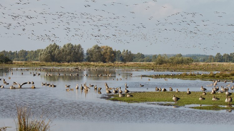 Vogelzug in den Meerbruchwiesen am Steinhuder Meer, © Naturpark Steinhuder Meer, Region Hannover/ Bernd Wolter