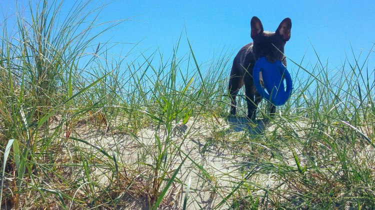 Hund am Strand in Dünen, © Nina Oesterreich