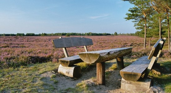 Rastplatz in der blühenden Nemitzer Heide, © Nemitzer Heide Touristik