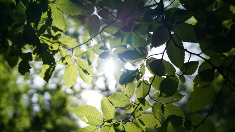 Blätterdach im Wald , © Tourismusgesellschaft Osnabrücker Land