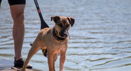 Stand Up Paddling mit Hund