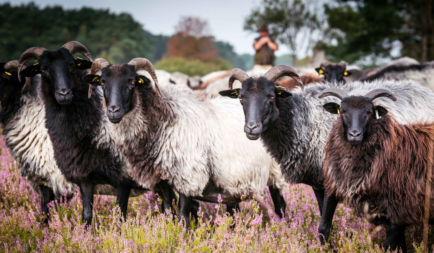 Schnucken in der Lüneburger Heide, © Lüneburger Heide GmbH