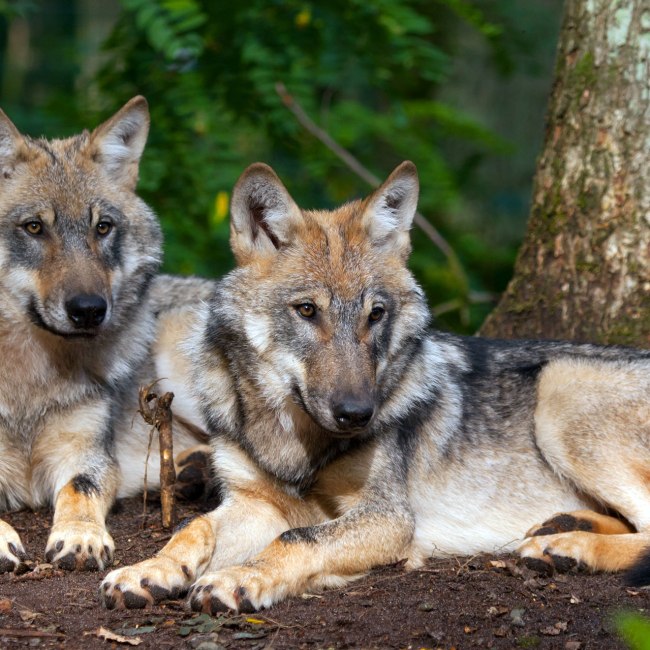 Zwei Wölfe im Wolfcenter Dörverden, © www.wolfcenter.de