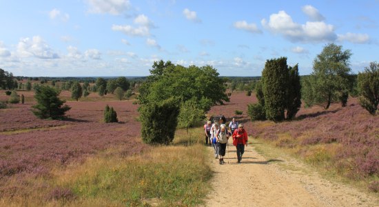 Wandergruppe Schneverdingen, © Schneverdingen Touristik / Julia Garbers