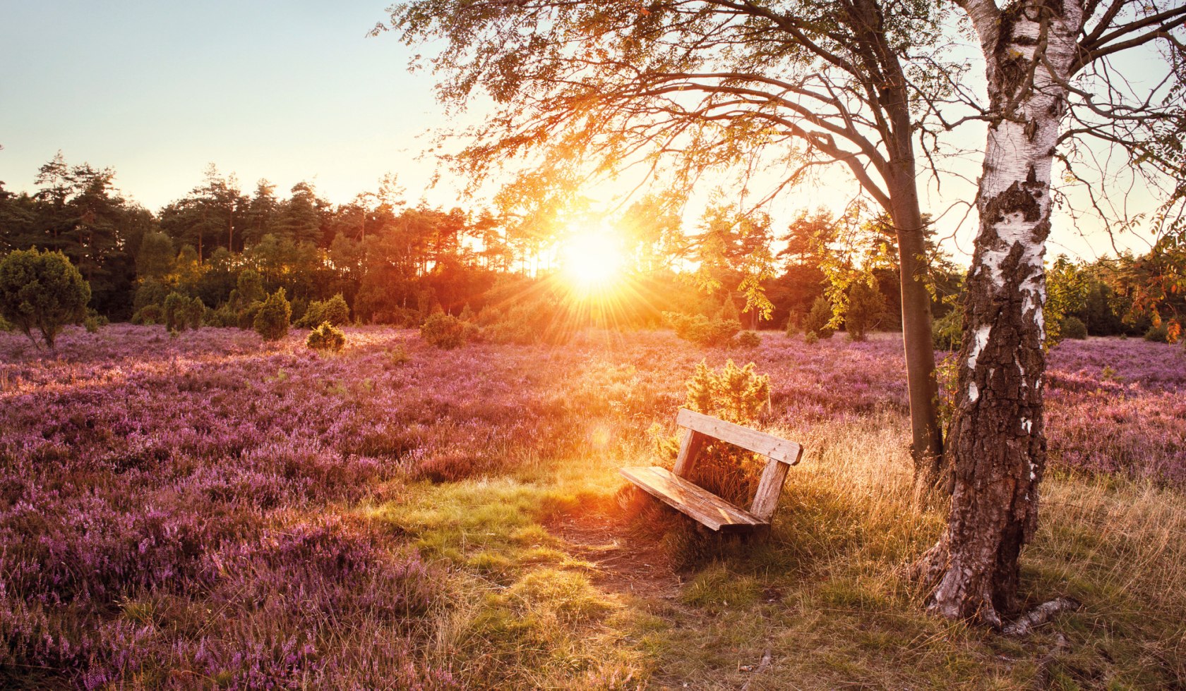 eine Bank in der Lüneburger Heide , © Lüneburger Heide GmbH