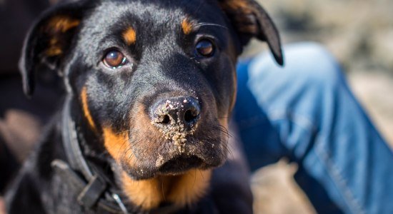 Rottweiler mit Sand an der Nase, © Kurverwaltung Wurster Nordseeküste / Timo Kindel