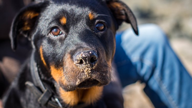 Rottweiler mit Sand an der Nase, © Kurverwaltung Wurster Nordseeküste / Timo Kindel