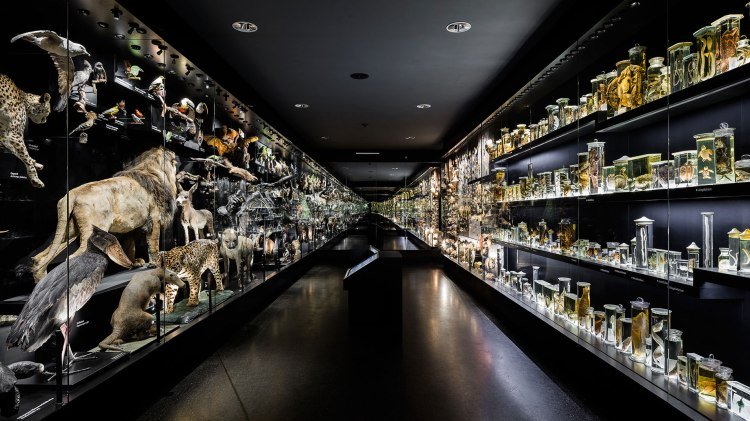 Ausstellungsraum mit Tieren im Staatlichen Naturhistorischen Museum, © Staatliches Naturhistorisches Museum/ Tobias Wille