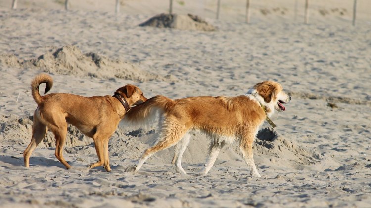 Zwei Hunde genießen ihren Tag am Hundestrand., © Pixabay