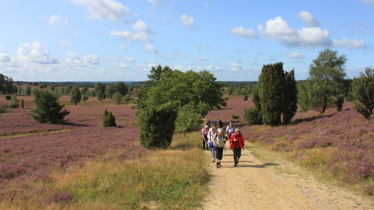 Wandergruppe Schneverdingen, © Schneverdingen Touristik / Julia Garbers