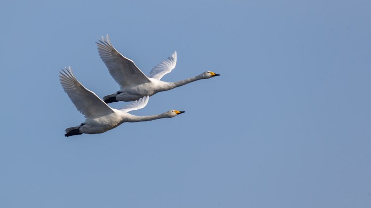 Zwei Singschwäne im Flug, © TourismusMarketing Niedersachsen GmbH / Jürgen Borris