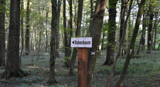 Rabenbaum Samern, © Grafschaft Bentheim Tourismus/ Rudi Schubert